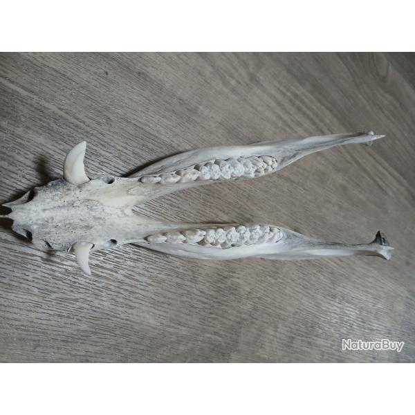 M�choire sanglier