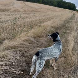 Donne Chien crois&eacute; Braque/ Jakd