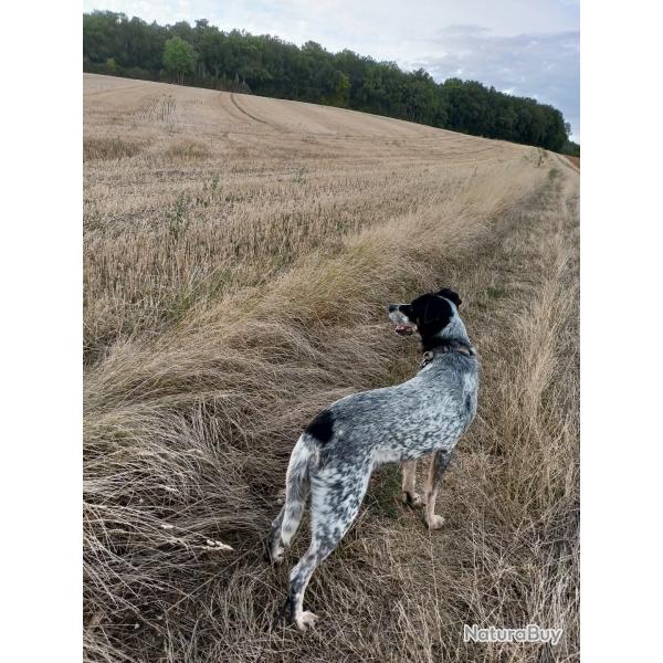 Donne Chien crois� Braque/ Jakd