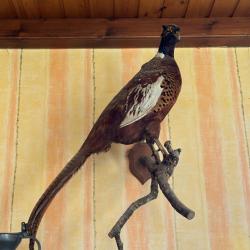 Faisan m&acirc;le naturalis&eacute; sur branche - Taxidermie - 86 cm - Bon &eacute;tat