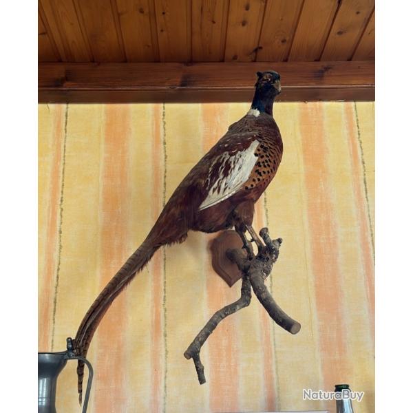 Faisan m�le naturalis� sur branche - Taxidermie - 86 cm - Bon �tat
