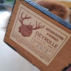&Eacute;cureuil roux naturalis&eacute; ancien - Deyrolle n&deg;5308 - Cabinet de curiosit&eacute;s