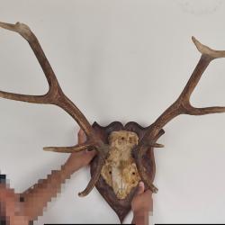 Grand troph&eacute;e de cerf sur &eacute;cusson bois - 80 &times; 70 cm - 3,2 kg