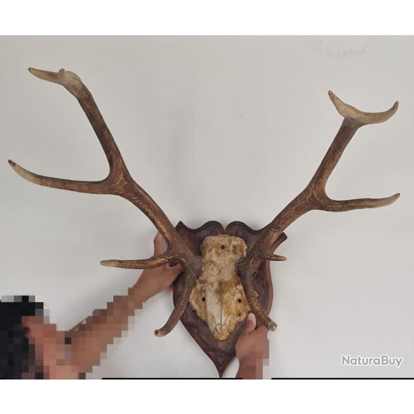 Grand troph�e de cerf sur �cusson bois - 80 � 70 cm - 3,2 kg