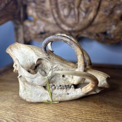 Babiroussa (Babyrousa sp.) - Cr&acirc;ne complet de qualit&eacute; mus&eacute;ale - D&eacute;fenses remarquablement d&eacute;velopp&eacute;es