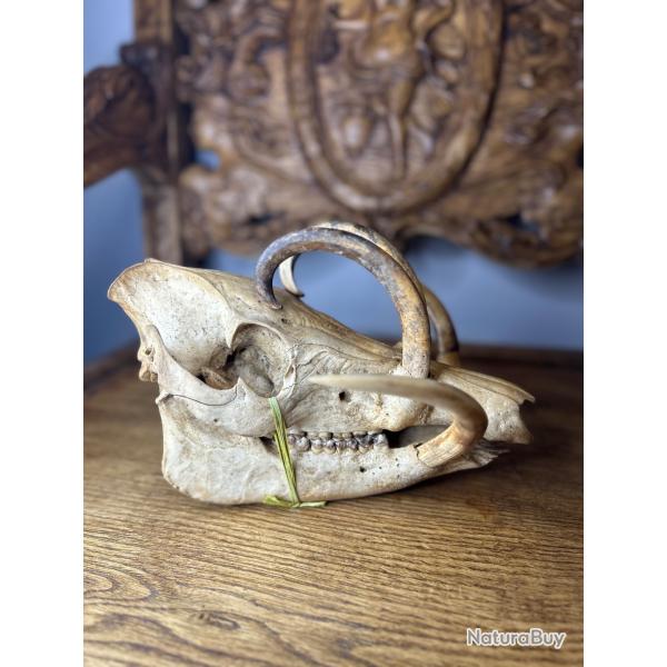Babiroussa (Babyrousa sp.) - Cr�ne complet de qualit� mus�ale - D�fenses remarquablement d�velopp�es