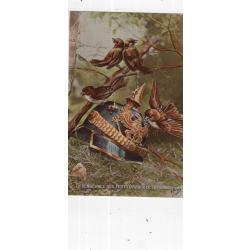 carte  postale   militaria  -    la vengeance des petits  oiseaux de l'argonne