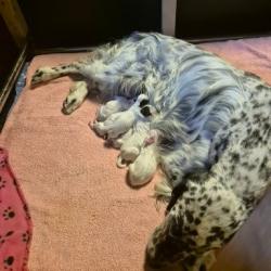 chiots setter anglais