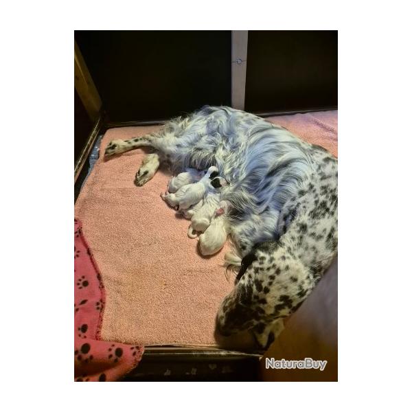 chiots setter anglais
