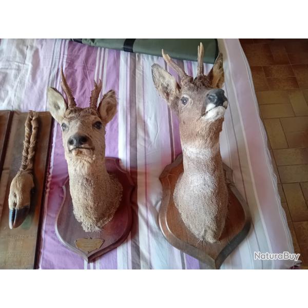 Troph�e de chevreuil