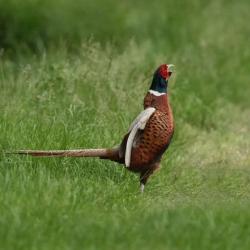 Chasse &agrave; la journ&eacute;e au petit gibier