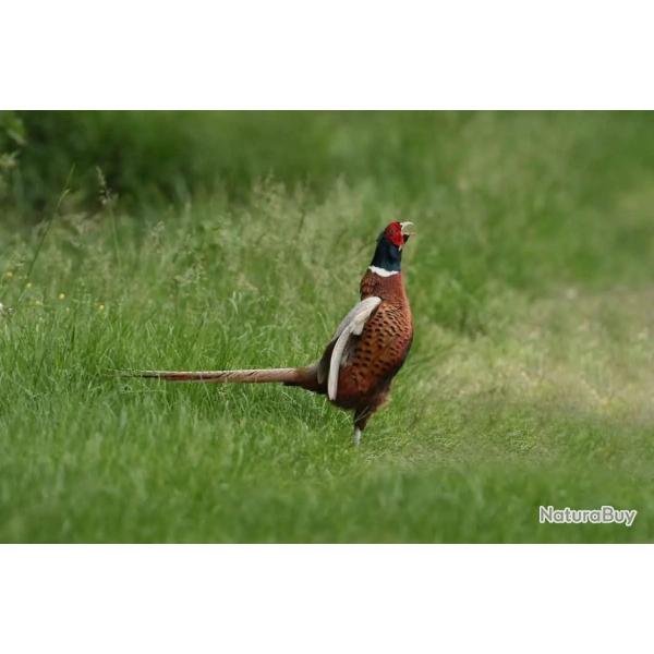 Chasse � la journ�e au petit gibier