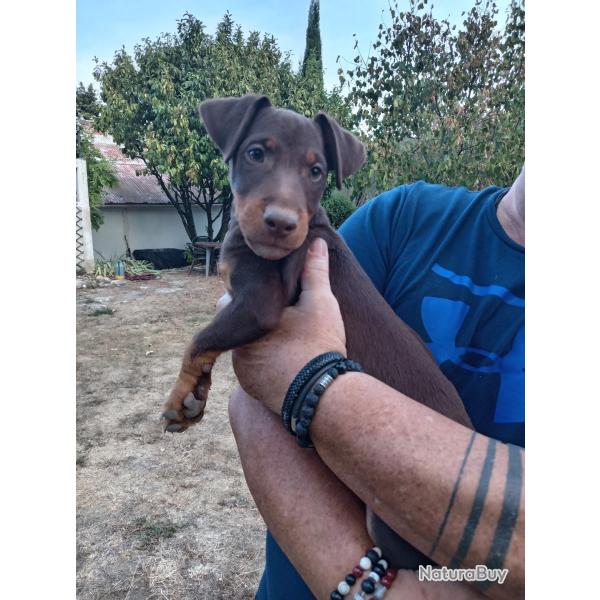 Jadg terrier chocolat