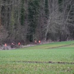 Action de chasse Grand Gibier - Proche Noyon ( 60 - Oise )