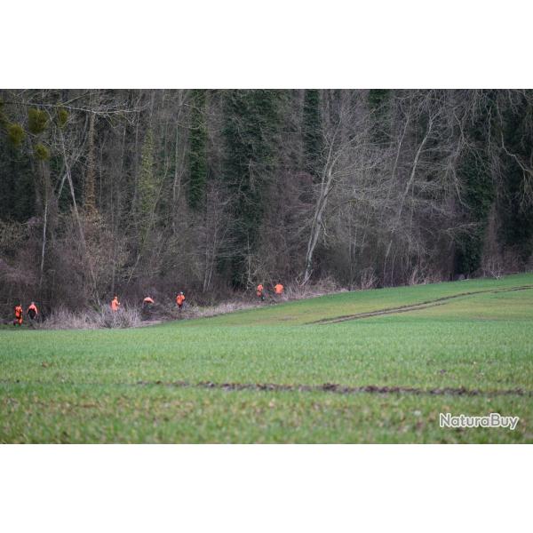 Action de chasse Grand Gibier - Proche Noyon ( 60 - Oise )
