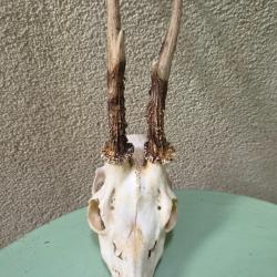 Brocard &agrave; fleurs de lys