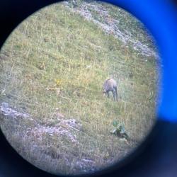 cherche part chasse du week-end avec cervid&eacute;s
