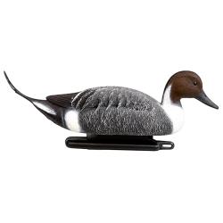 Canard pilet le couple