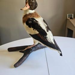 Canard colvert
