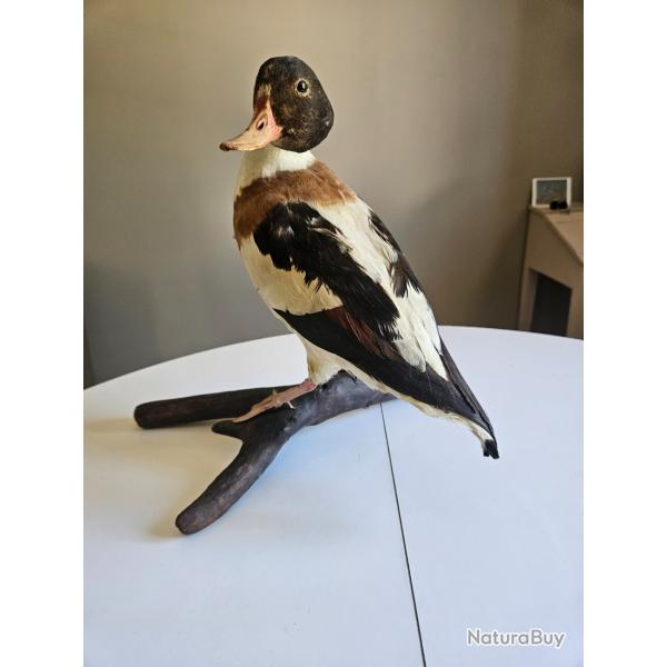Canard colvert
