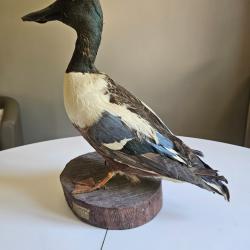 Canard