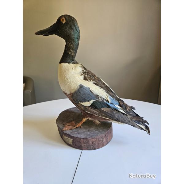 Canard