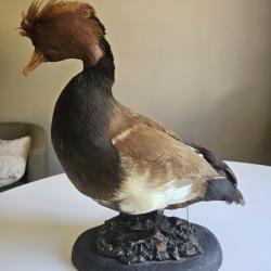 Beau canard