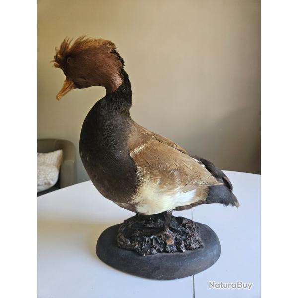 Beau canard