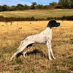 Pointer anglais