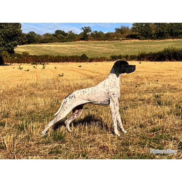 Pointer anglais