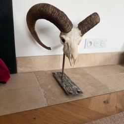 Troph&eacute;e mouflon