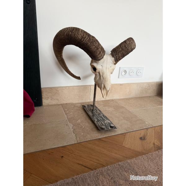 Troph�e mouflon