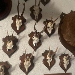 Massacre de chevreuil sur ecussons par lot de 9 pieces
