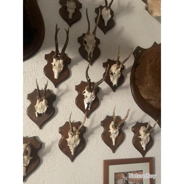 Massacre de chevreuil sur ecussons par lot de 9 pieces
