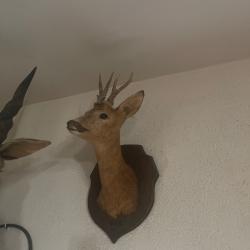 T&ecirc;te chevreuil en velour