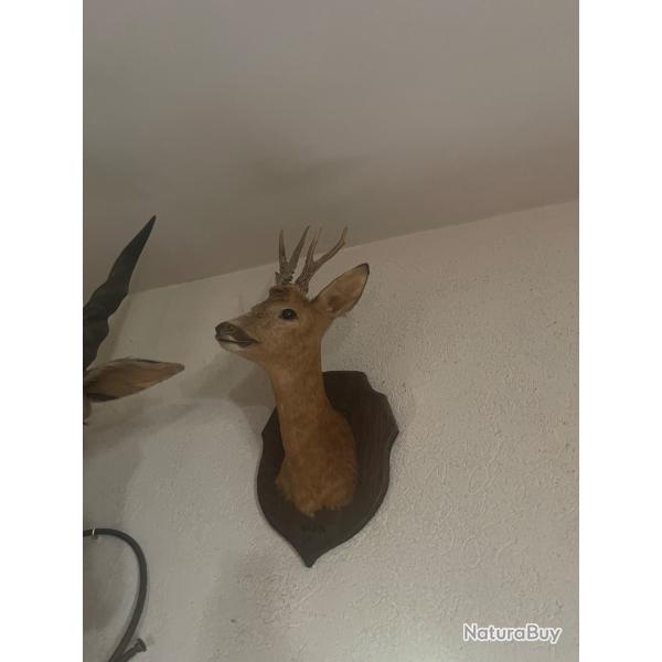 T�te chevreuil en velour