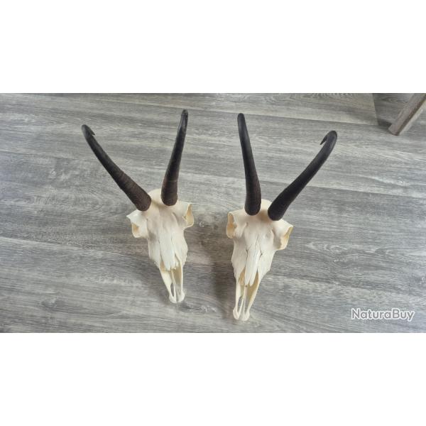 lot de 2 massacre de chamois