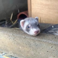 Furet