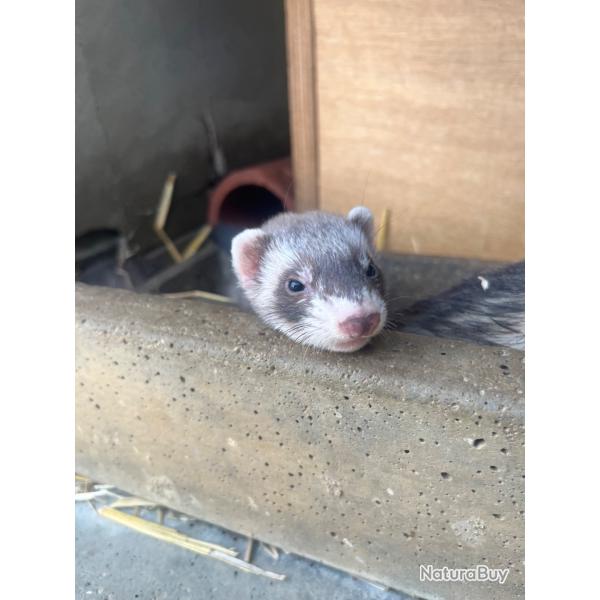 Furet