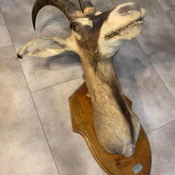 Troph&eacute;e rouan - la plus belle antilope d'Afrique