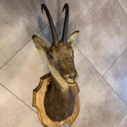Troph&eacute;e Chamois - Bulgarie - TBE