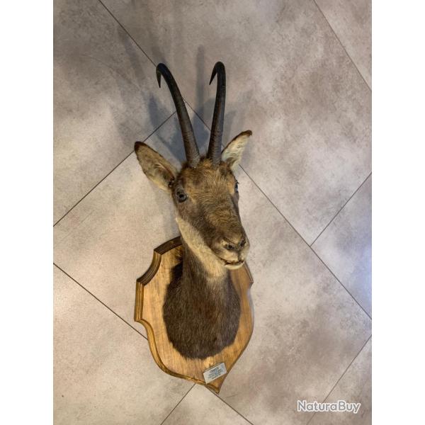 Troph�e Chamois - Bulgarie - TBE