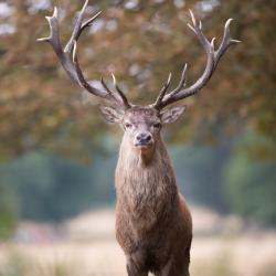 Chasse des cervid&eacute;s en battue