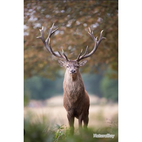 Chasse des cervid�s en battue