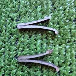 Paire Ressorts de chien ou marteau fusil SMFM Juxtapos&eacute; calibre 12