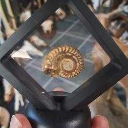 Cadre Ammonite #0709(1)