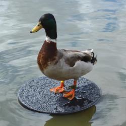 10 Plateaux flottants pour appelant plastique solide diam&egrave;tre 34 cm