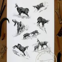 Tirage fine art Chamois - 30 x 40 cm