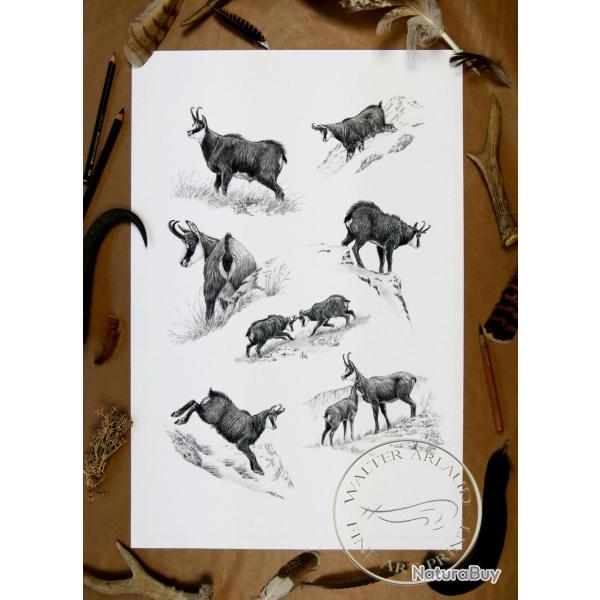 Tirage fine art Chamois - 40 x 60 cm