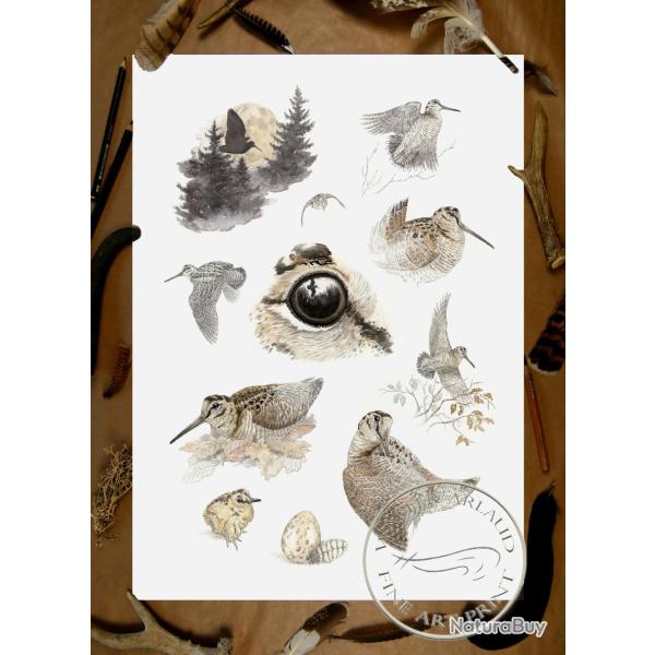 Tirage fine art �tude B�casse - 30 x 40 cm